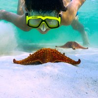 Private Stingray City and Snorkeling Half Day Charter for 6 Guest