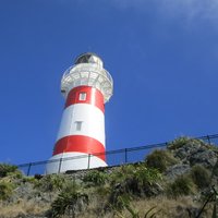 "Pinot to Palliser tour" - Guided tour to Cape Palliser vith lunch + winetasting