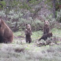 Yellowstone National Park - Full-Day Lower Loop Tour from Jackson