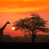 4-Day Basic Safari with Serengeti, Ngorongoro, & Tarangire