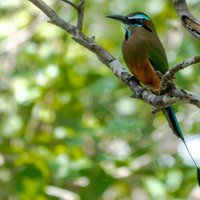 Bird Watching in Sian Ka´an Muyil