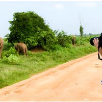 Mirissa to Ella Shuttle & Udawalawe Safari Drive with Breakfast