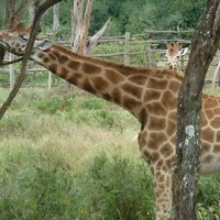 Day Tour Giraffe Center, Karen blixen and Lunch at Carnivore