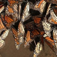 Monarch Butterfly group tour. Join me to watch #butterflies