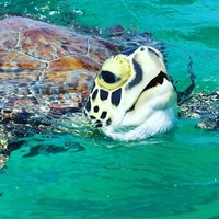 Snorkeling Tour to Vieques Island only 30 minutes away!