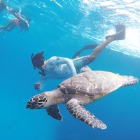 Cozumel Snorkeling Tour: Palancar, Columbia and El Cielo Reefs