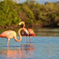 Shared mangroves kayak tour in Holbox
