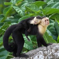 Monkey Mangrove tour