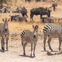 5 Days Tanzania Private Safari Tour