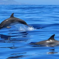 Whale & Dolphin Watching Boat Trip in Tenerife On a Sailing Boat (3 Hr)