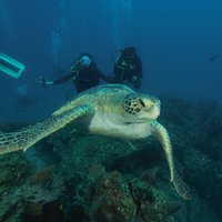 Diving tour in Isla del Caño for certified divers
