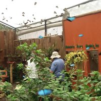 Private Tour to Mindo with Hummingbird Reserve, Tarabita and Butterfly Farm