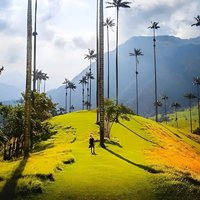 Cocora Valley, Salento and Coffee Farm Day Tour