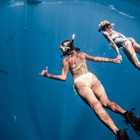 Oahu Open Water Shark Diving Experience