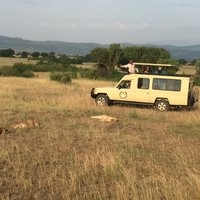 Gorilla & Chimpanzee Trekking in Uganda - 5 Days