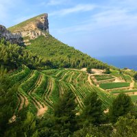Full-day Wine Tour around Bandol & Cassis from Marseille