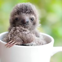 Gamboa Wildlife and Sloth Sanctuary Tour with Pickup