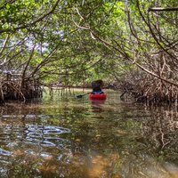 2 Hours Kayak Eco Tour in Tarpon Springs