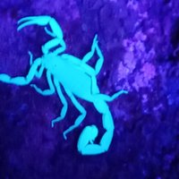 Monteverde Night Tour: Glass Frogs, lateralis, Sloths & Jungle