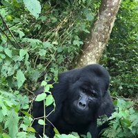 3 Days Uganda Gorilla trek Safari Tour