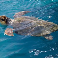 Caretta - Caretta Turtle Trip (Boat Trip)