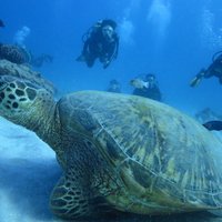 First Diving Experience Try Dive