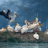 Keoladeo Birds Park Tour From Agra To Jaipur Including Entry