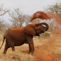Private Tour: A full day Aquila Safari the big 5 Game Drive
