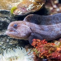 Aquarium of the Bay VIP Experience