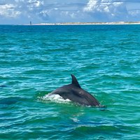 Frisky Mermaid Dolphin Cruise with a Secluded Beach Stop