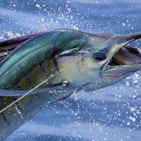 Private Fishing & Snorkel Charters in St Kitts and Nevis