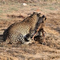 Full Day Safari Tour in Yala National Park
