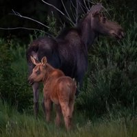 Private Wildlife Driving Tour in Rocky Mountain National Park