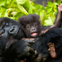 4 Day Gorilla Trekking & Golden Monkeys