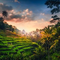 Ubud waterfall, rice terraces, and swing explore