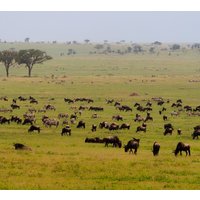 5 Days Budget Safari in Tanzania