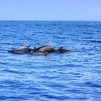 Boat Trip to See Marine Life in Puerto Escondido