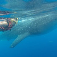 Full-Day Whale Shark Tour Puerto Morelos with Pickup and Lunch