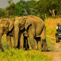 Jim Corbett Jeep Safari - Wildlife Adventure in National Park