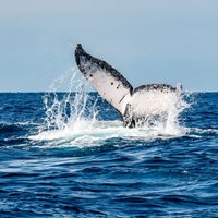 Whale Watching Snorkel Combo
