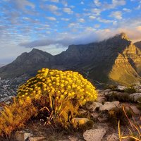 Hiking Lion's Head Sunrise with Coffee/Tea or Sunset