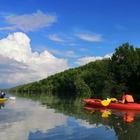 River Exploration and Mangrove Nature Tour by kayaking