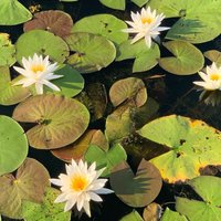 Mystical Private Kayak and Canoe Tours on Caddo Lake