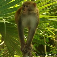 Silver Springs Clear Kayak Manatee, Monkey & Wildlife Adventures