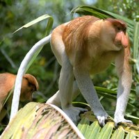 Full Day Bongawan River Cruise with Proboscis Monkey Sightseeing