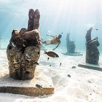 With Turtles, Shipwreck, Cenote, and Reef and Transport Included