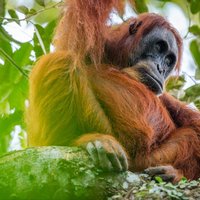3-Day Ethical Orangutan Jungle Trek | Bukit Lawang, Sumatra