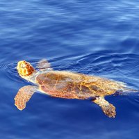 Dolphin - Whale - Turtle - Bird Watching