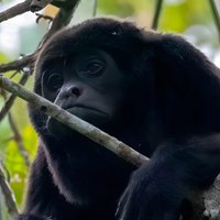 Day Trip Churute Howler Monkey Observation and Chocolate Making