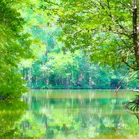 Can Gio Mangrove Forest 1 day tour